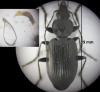 Agonum permoestum